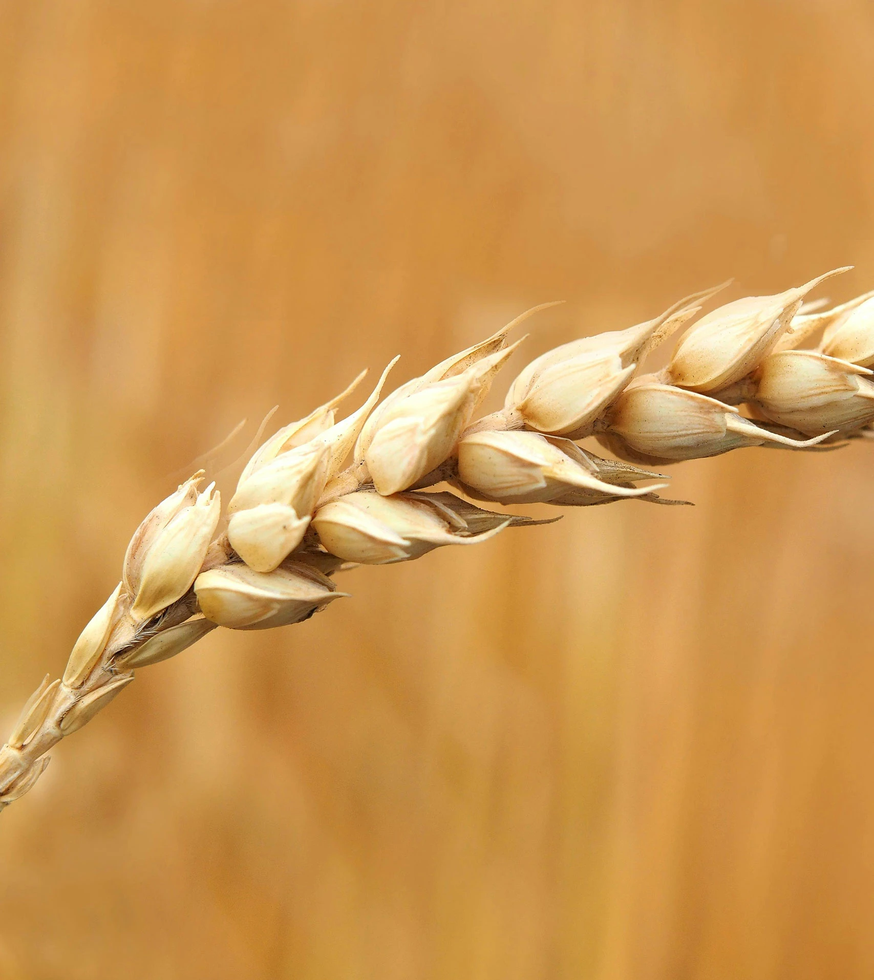 Flour for Bread, Cake & Pastry Applications