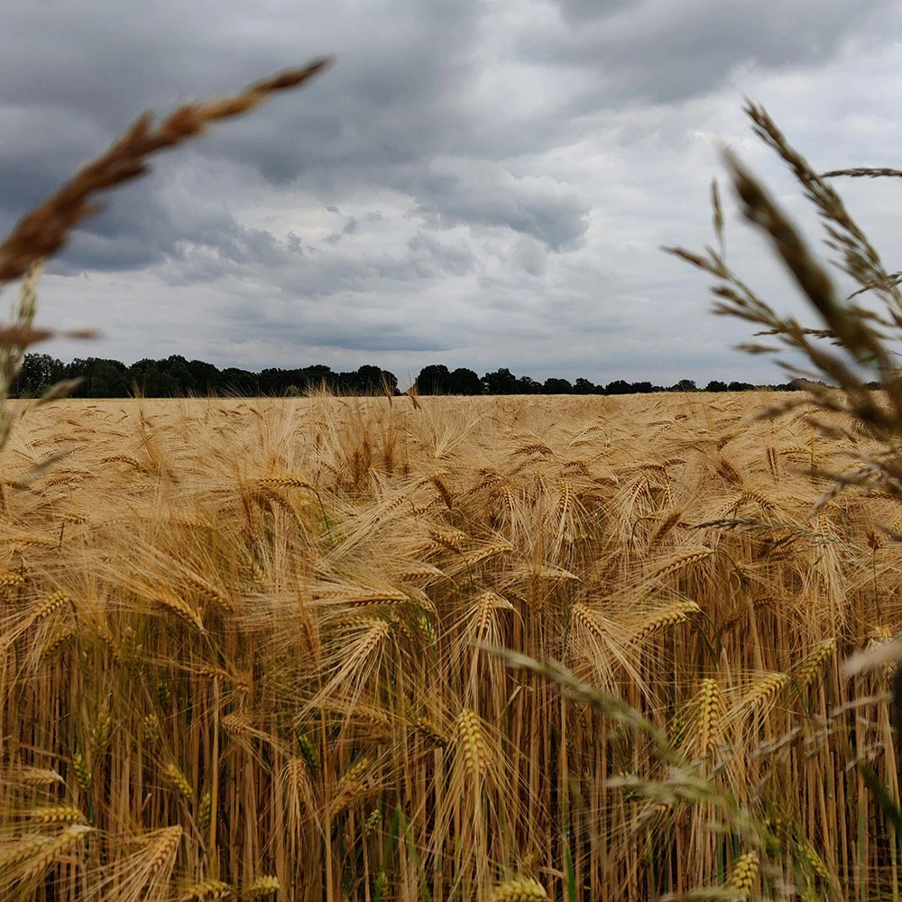 Milling Technology and Its Impact on Flour Quality