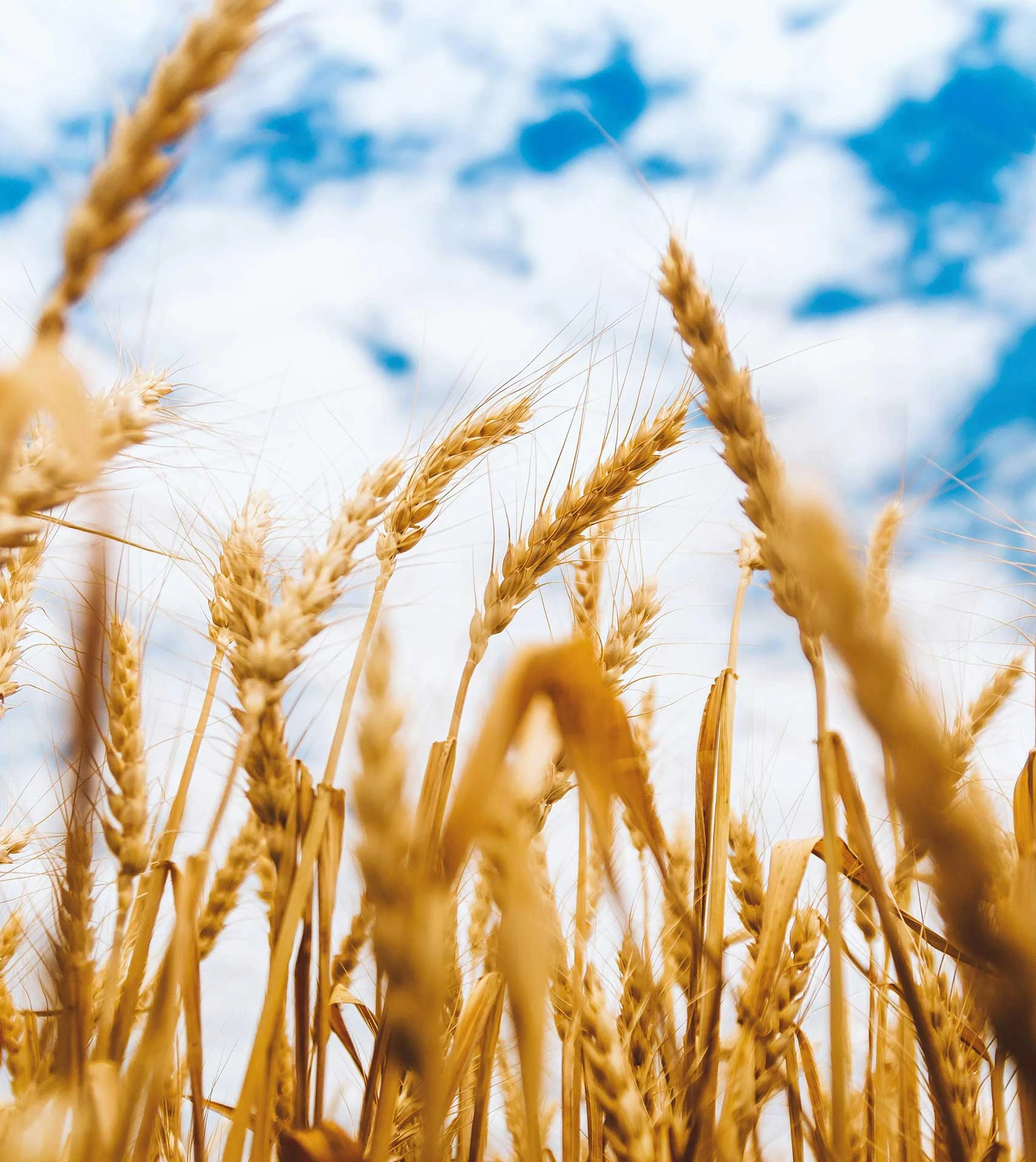 Milling Technology and Its Impact on Flour Quality