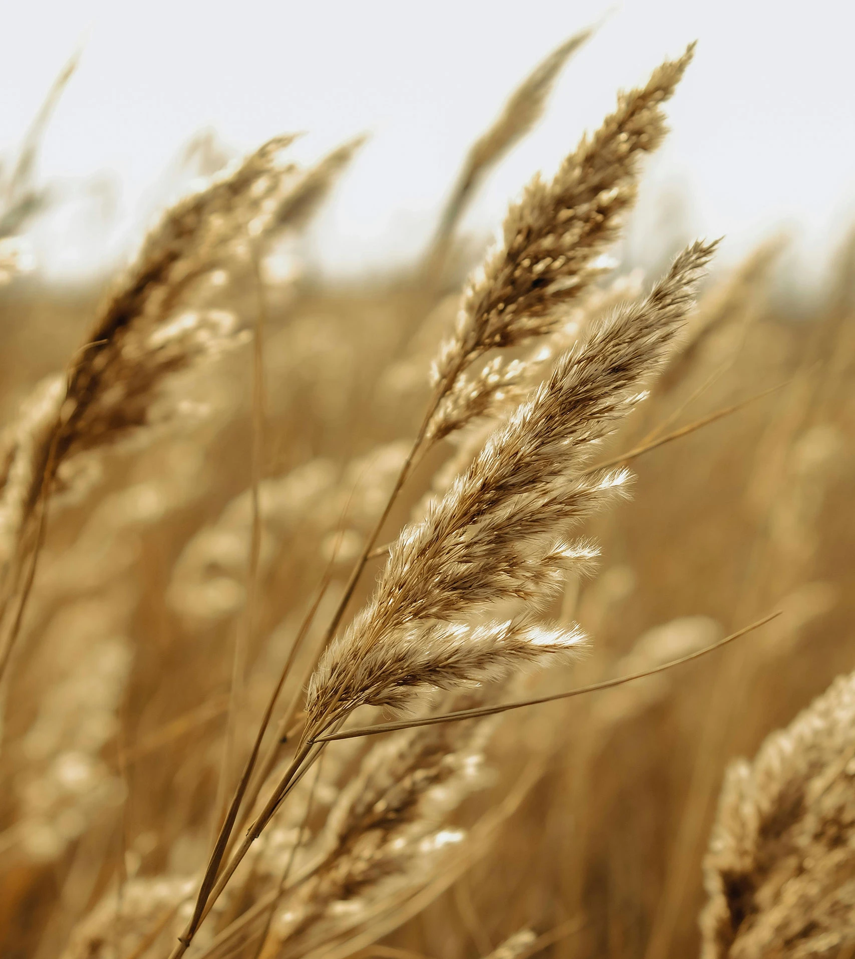 Specialty Flours for Industrial Bakeries