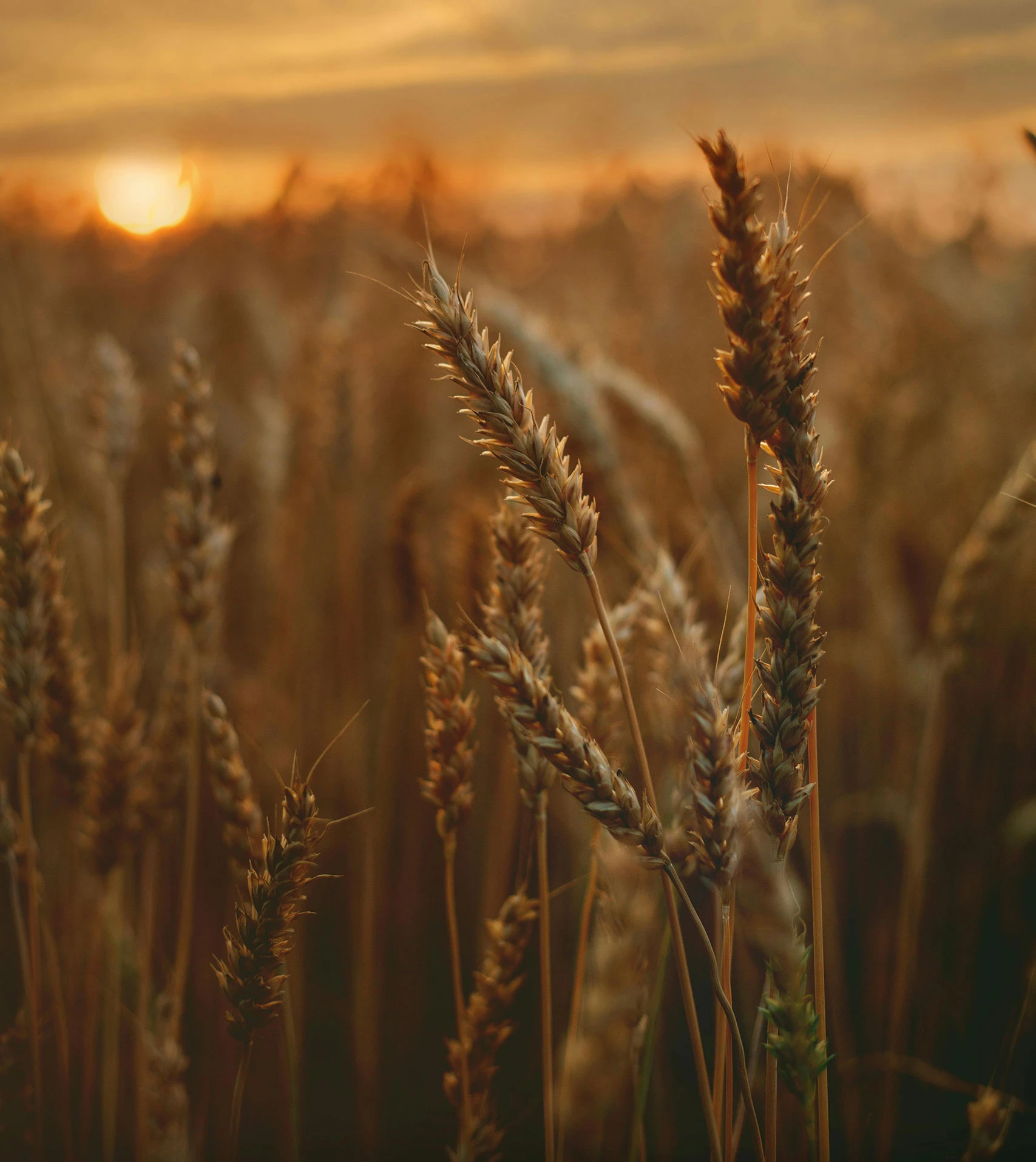 Energy-Efficient Milling for Premium Flour