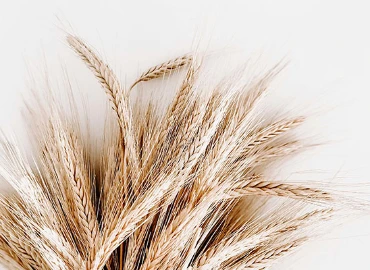 Flour Quality, Processing & End-Product Solutions